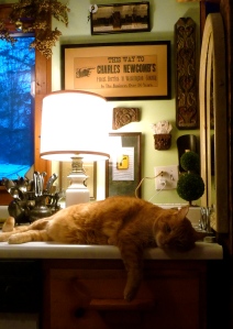 Fred on the kitchen counter looking extra cute