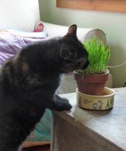 Eleanor enjoying the wheatgrass